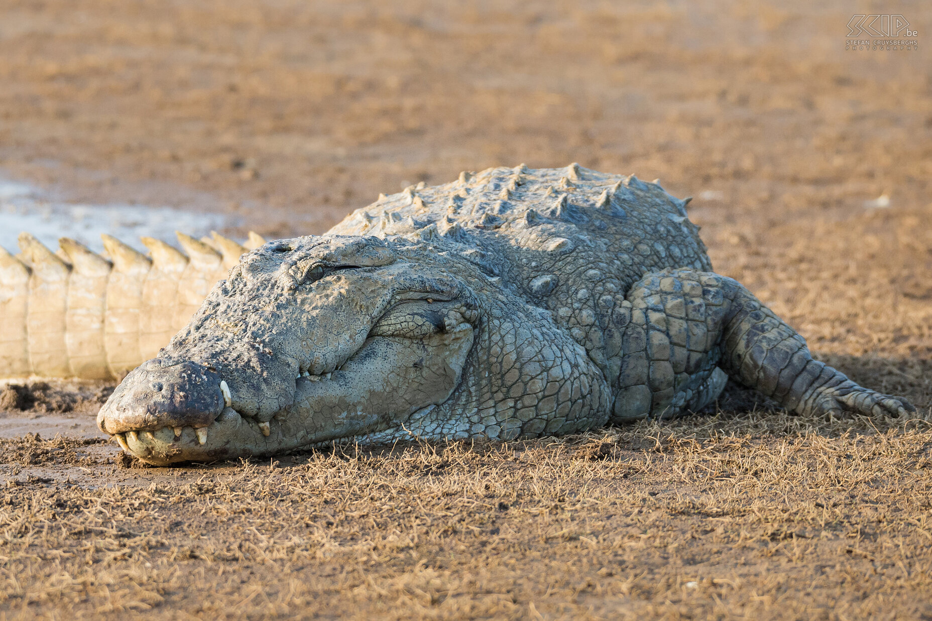 Kabini - Crocodile During a boat trip on the Kabini river we saw some giant crocodiles. Stefan Cruysberghs